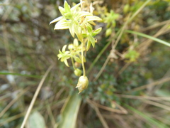 Stellaria recurvata
