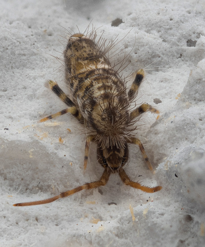 Entomobrya dorsalis, Ljubljana, Slovenia, photo 7 of 10