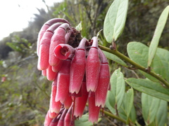 Macleania loeseneriana