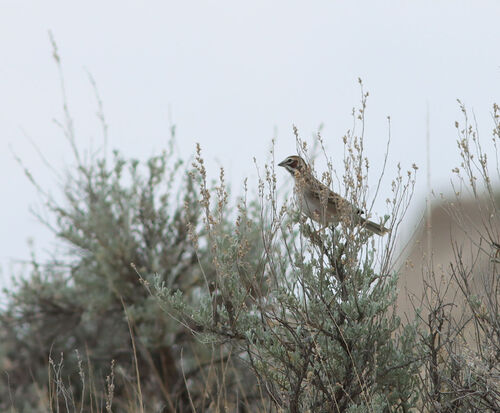 Lark Sparrow