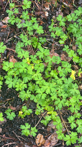 Geranium homeanum observed 2026-06-01