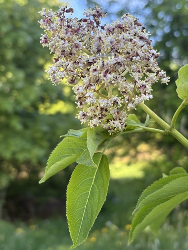 red-berried elder