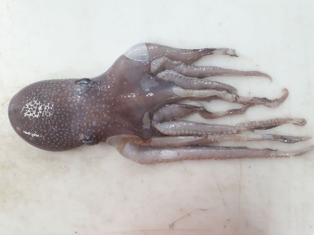 warty octopus