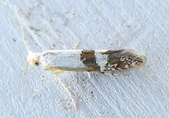 Argyresthia inscriptella