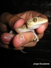 Phyllodactylus lanei