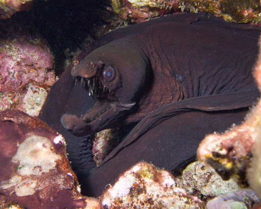 Enchelynassa
