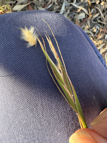 Citronella grass