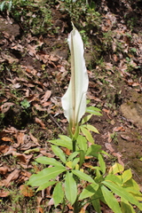 Dracunculus canariensis, photograph (c) Lídia Carrera, some rights reserved (CC BY)