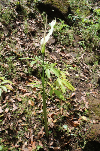 Dracunculus canariensis, photograph 3