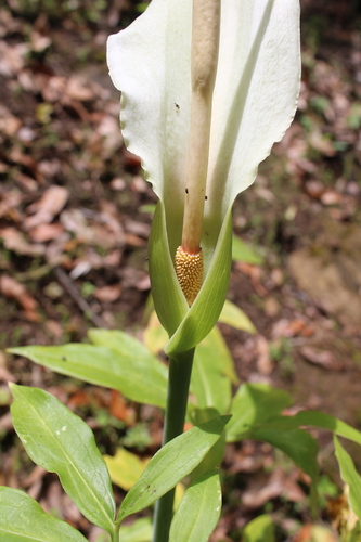 Dracunculus canariensis, photograph 2