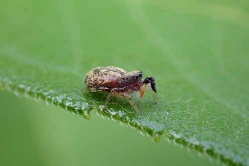 Oak Jumping Spider