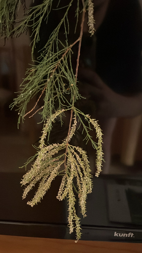 French tamarisk