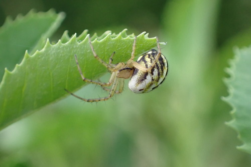 Cricket-bat Orbweaver