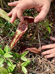 Nepenthes bokorensis