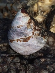 Tegula pulligo