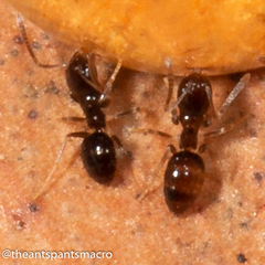 Tapinoma minutum