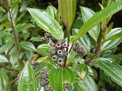 Miconia crocea