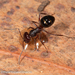 Melophorus hirsutus - Photo (c) Mark Ayers, some rights reserved (CC BY-NC), uploaded by Mark Ayers