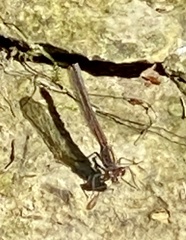 Argia fumipennis