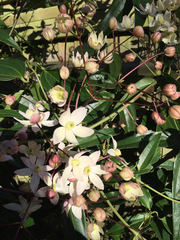 Clematis armandii
