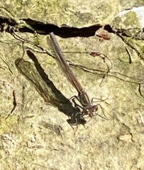 Argia fumipennis