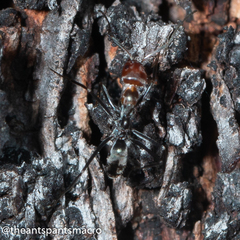 Iridomyrmex rubriceps