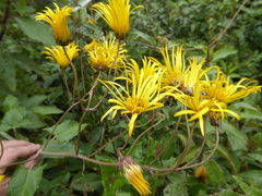 Munnozia senecionidis