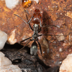 Iridomyrmex rubriceps