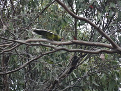 Platycercus caledonicus