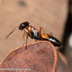 Opisthopsis picta