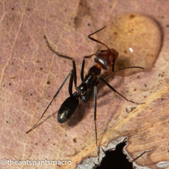 Iridomyrmex rubriceps