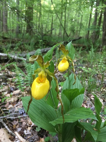 yellow lady's slipper