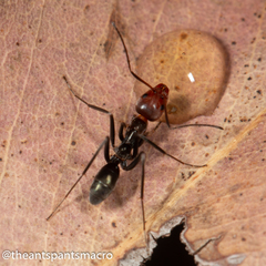 Iridomyrmex rubriceps