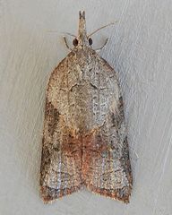 Platynota wenzelana