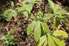 Dracunculus canariensis