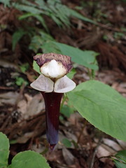 Arisaema sikokianum