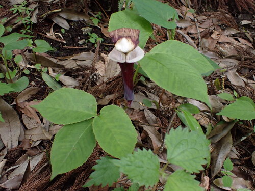 Arisaema sikokianum, photograph 1