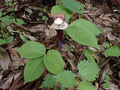 Arisaema sikokianum, photograph Ellyne Geurts, CC0, iNaturalist via GBIF