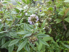 Otholobium mexicanum