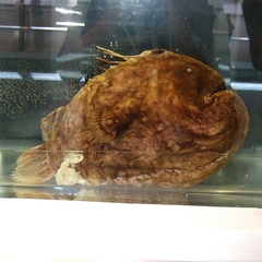 Atlantic Football-Fish photo 3