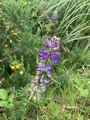 Lupinus rivularis