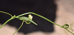 Neogaerrhinum filipes