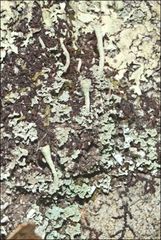 Cladonia humilis