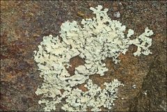 Flavoparmelia soredians