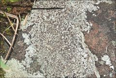 Lecanora pseudistera