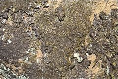 Xanthoparmelia verrucella