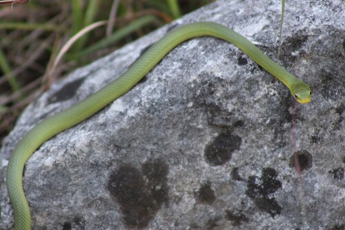 Rough Green Snake