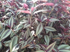 Tradescantia zebrina zebrina