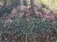 Tradescantia zebrina zebrina