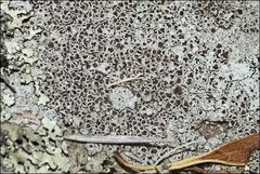 Lecanora pseudistera